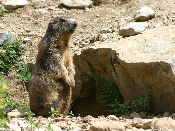 la marmotte